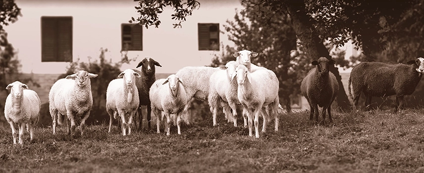 Rural Crime Prevention