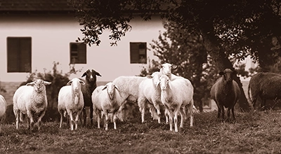 Rural Crime Prevention