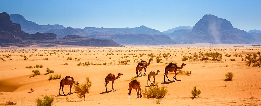 Bodyguard Services in mauritania